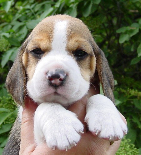 nab�z�m �t��ata b�gl� s PP