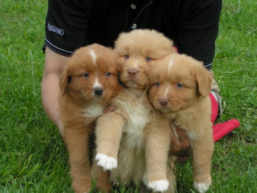 nejmen�� retr�vr