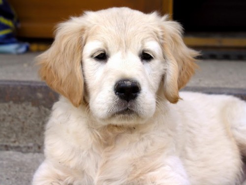 zlat� retriever s PP �t��ata