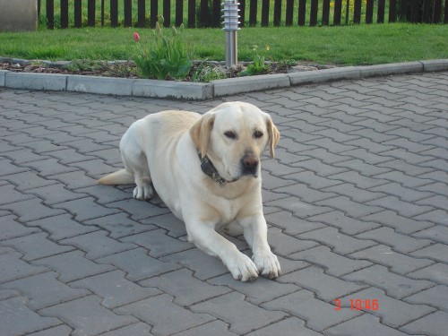 P�ipou�t�n� lab. retv�vrem