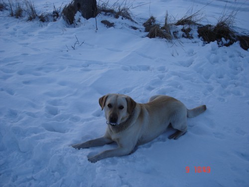 Lab. retv�vr bez PP