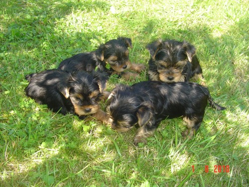 Jork��rsk� terier