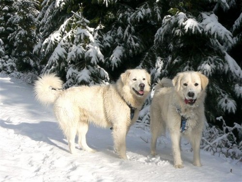 Slovensk� �uva�