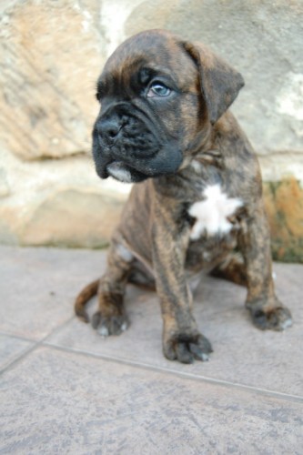 �t��ata boxera s PP