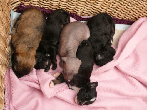 peru�nsk� nah�� �t��ata