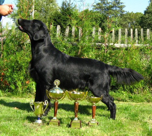 �t���tka FLAT COATED RETRIEVER� s PP