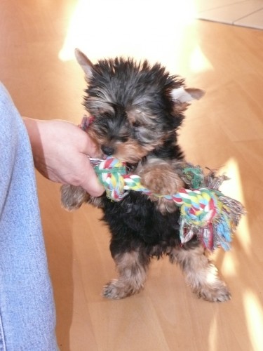 Jork��rsk� terier