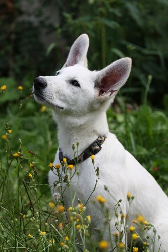 B�l� �v�carsk� ov��k - �t�n�