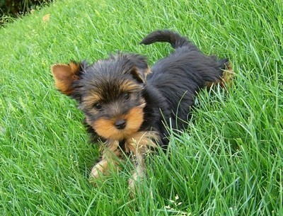 Jork��rsk� teri�r