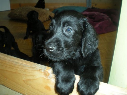 Prod�m �t��ata Flat Coated Retrivera bez PP