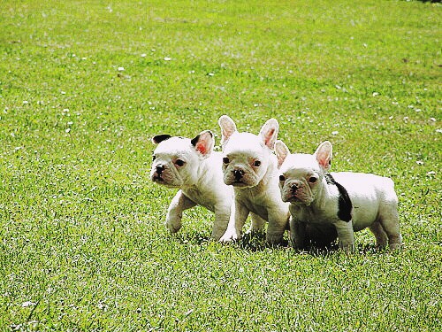 francouzsk� buldo�ek