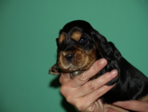 Anglick� kokr�pan�l s PP