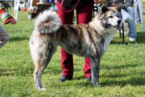 Prod�m �t��ata - Akita Inu