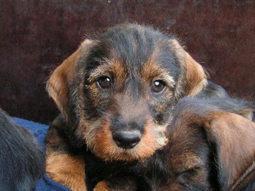 Jezev��k drsnosrst� standard s PP