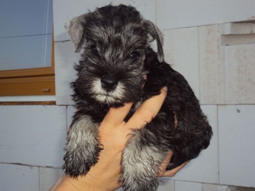 Kn�ra� mal� P+S