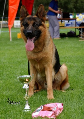 N�meck� ov��k s PP-�t���tka