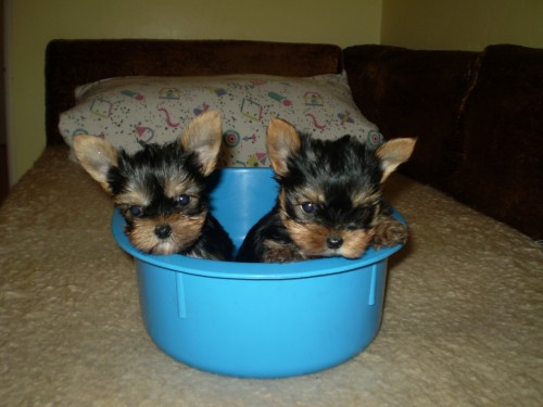 york��rsk� terier