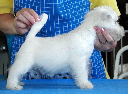 West�k - �t�n�