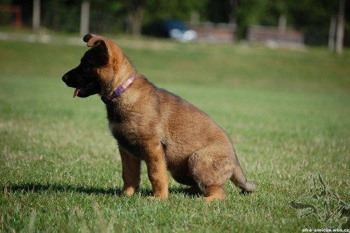 �t�n� NO vlko�ed� fenka