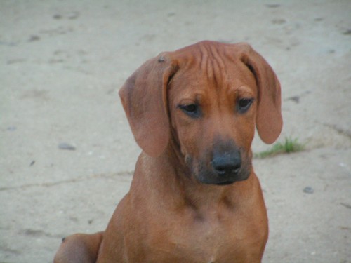 �t���tka rhod�sk�ho ridgebacka s PP