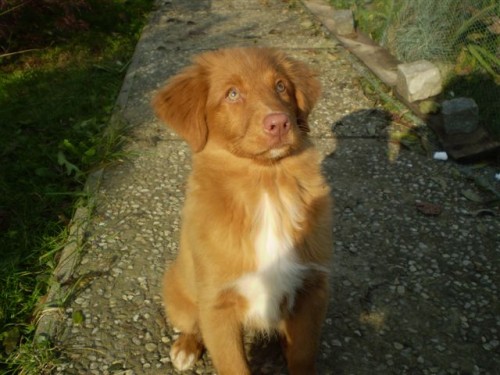 novoskotsk� retr�vr