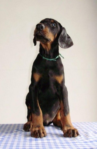 Dobrman - kr�sn� �t���tka