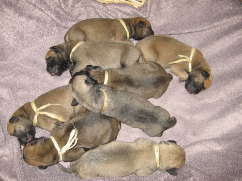 Prod�m �t�n� bullmastifa s PP