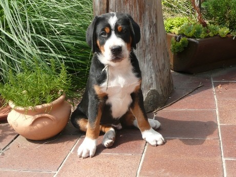 Velk� �v�carsk� sala�nick� pes