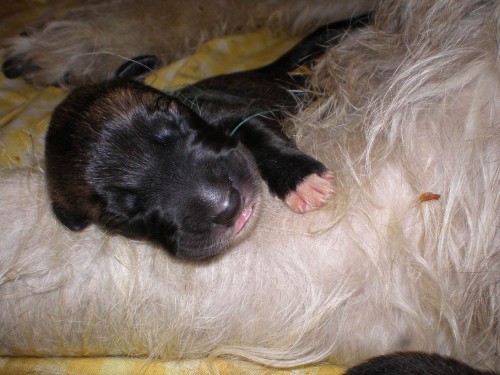 Irsk� vlkodav �t��ata s PP