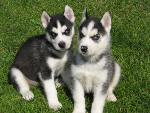 Sibi�sk� husky-