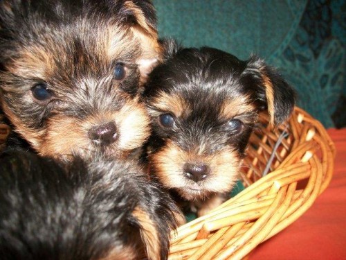 Prod�m �t��ata Yorkshira, bez PP, s o�kov�kem