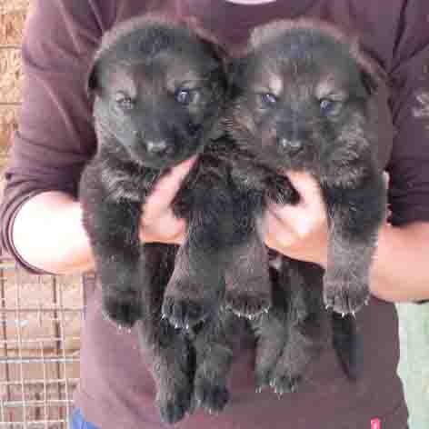 N�meck� ov��k -  �t��ata