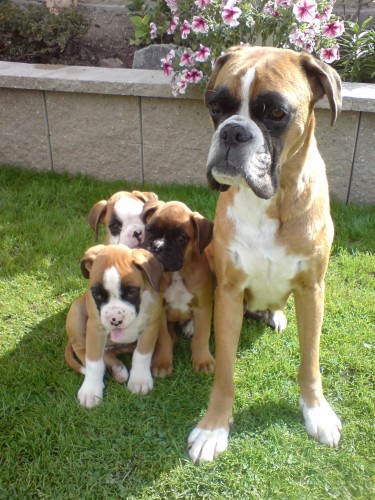 ڞasn� �t���tka n�meck�ho boxera s PP 