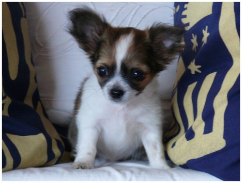 �ivava - modr�, �okol�dov�, �ernob�l�