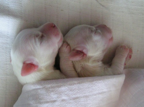 �t��ata Coton de Tul�ar