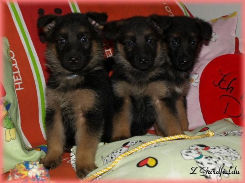 N�meck� ov��k - �t���tka s PP