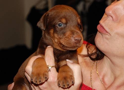 Dobrman - �t��ata s pp.