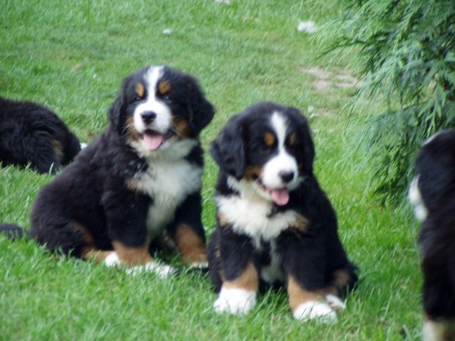 Chovatelsk� stanice Bernsk�ch sala�nick�ch ps�