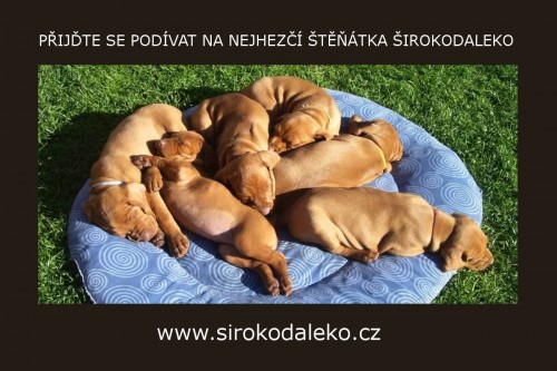 VIZSLA - �t���tka s PP