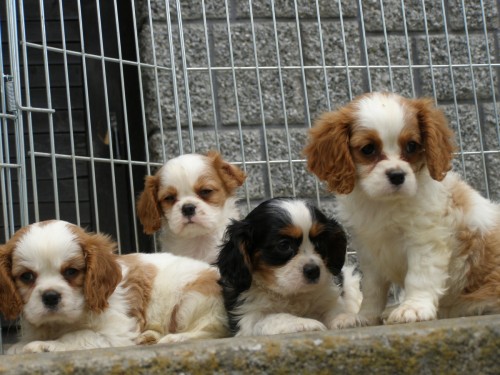 kaval�r king charles �panel