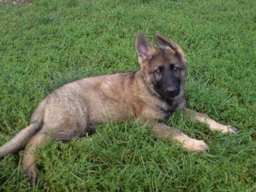 N�meck� ov��k vlko�ed� fenka s PP