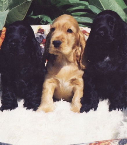 anglick� kokrspanel