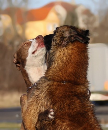 Ps� �kola - v�cvikov� kurzy pro majitele �t��at i dosp�l�ch ps�, Teplice