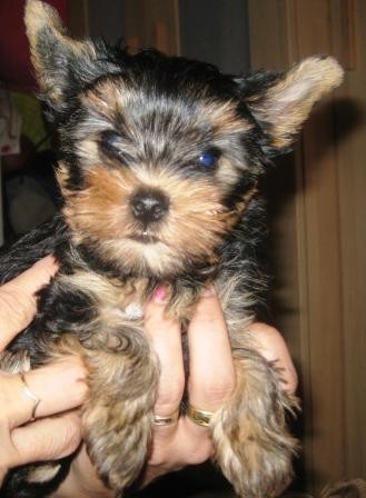 �t���tko jork��rsk�ho teri�ra