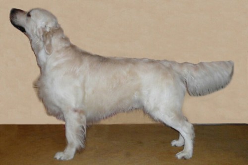 Kryt� kvalitn�m psem s PP - zlat� retr�vr