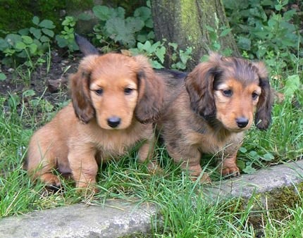 Fenka jezev��ka dlouhosrst�ho