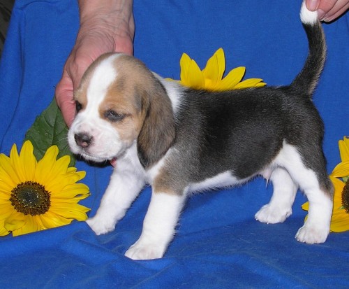 Prod�m �t��ata b�gla