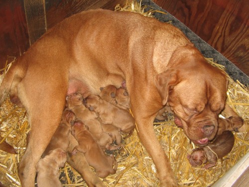 Prod�m �t���tka bordeauxsk� dogy