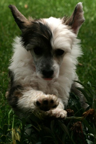 ��nsk� chocholat� pes