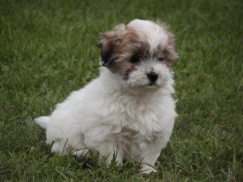 Coton de Tule�r �t��ata